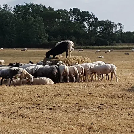 Zonnebloem * Hippolytushoef